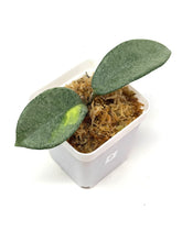 Load image into Gallery viewer, Hoya Carnosa ‘Argentea Princess’ D
