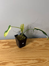 Load image into Gallery viewer, 84. Philodendron Bipennifolium Variegated