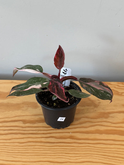 24. Philodendron Pink Princess