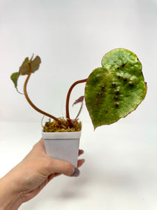 Begonia Ferox