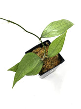 Load image into Gallery viewer, Hoya Germany Silver D
