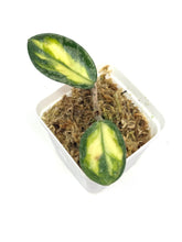 Load image into Gallery viewer, Hoya Carnosa Argentea Princess D