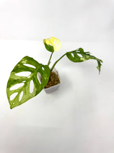 Monstera Adansonii Variegated E