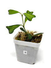 Load image into Gallery viewer, Hoya Manipurensis Variegated B