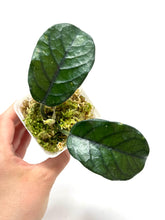 Load image into Gallery viewer, Hoya Villosa