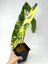 Load image into Gallery viewer, Philodendron Billietiae Variegated C