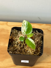 Load image into Gallery viewer, 167. Epipremnum Aureum Manjula