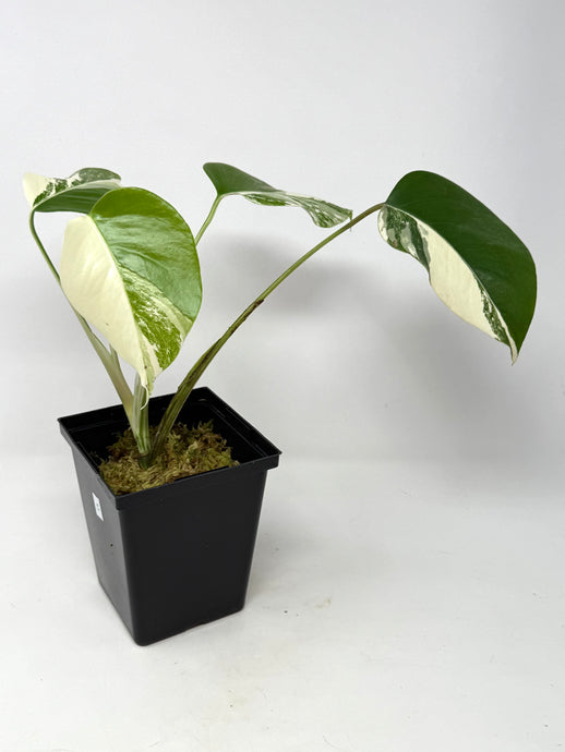 Monstera Deliciosa Albo Variegated C