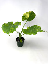 Load image into Gallery viewer, Alocasia Odora Aurea Variegated