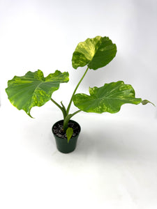 Alocasia Odora Aurea Variegated