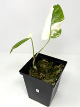 Load image into Gallery viewer, Monstera Deliciosa Albo Variegated N