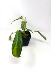Load image into Gallery viewer, Philodendron Florida Beauty A
