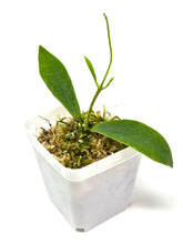 Load image into Gallery viewer, Hoya Darwinii Pink