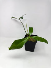 Load image into Gallery viewer, Philodendron 69686