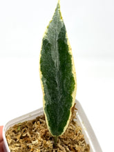 Load image into Gallery viewer, Hoya Archboldiana Albo Variegated