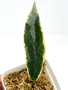 Hoya Archboldiana Albo Variegated