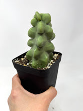 Load image into Gallery viewer, Pachycereus Schottii f. Monstrosus (Ships within Canada only)