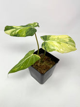 Load image into Gallery viewer, Philodendron Gloriosum Variegated A