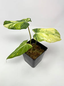 Philodendron Gloriosum Variegated A