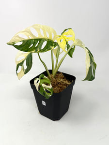 Monstera Adansonii Albo Variegated B