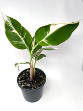 Load image into Gallery viewer, Musa Ae Ae Variegated Banana Tree (Ships within Canada only)