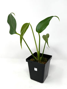 Philodendron Burle Marx Flame C