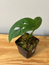 Load image into Gallery viewer, 107. Monstera Esqueleto