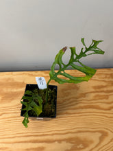 Load image into Gallery viewer, 109. Monstera Obliqua