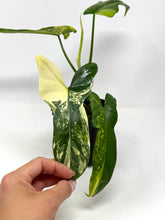 Load image into Gallery viewer, Philodendron Bipennifolium Violin Variegated D