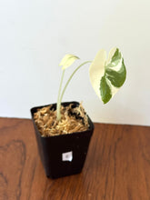 Load image into Gallery viewer, Alocasia Maccrorhiza Variegated E
