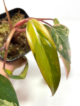 Load image into Gallery viewer, Philodendron Strawberry Shake