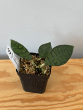 Load image into Gallery viewer, 27. Hoya Callistophylla