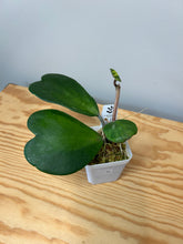 Load image into Gallery viewer, 90. Hoya Kerrii Variegated (inner)