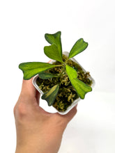 Load image into Gallery viewer, Hoya Manipurensis Variegated B