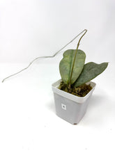 Load image into Gallery viewer, Hoya Mitrata Silver A