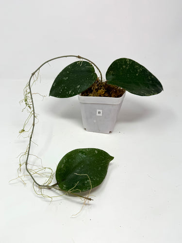 Hoya Glabra Silver B