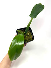 Load image into Gallery viewer, Philodendron Applanatum