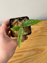 Load image into Gallery viewer, 156. Monstera Obliqua