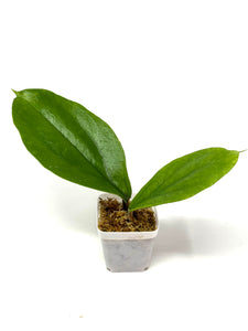 Hoya Lambii