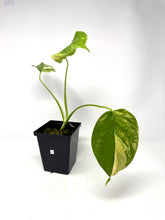 Load image into Gallery viewer, Monstera Deliciosa Aurea Variegated A