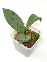 Load image into Gallery viewer, Hoya Pubicalyx Pink Silver Ghost C