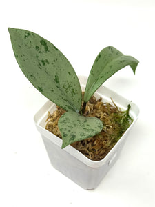 Hoya Pubicalyx Pink Silver Ghost C