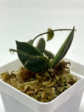 Load image into Gallery viewer, Hoya Thomsonii