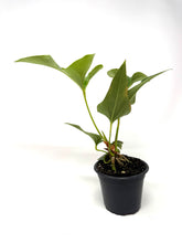 Load image into Gallery viewer, Anthurium Corong x Villenaorum