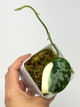 Load image into Gallery viewer, Scindapsus Mayari Variegated F
