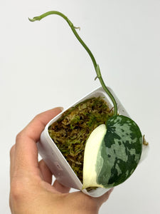 Scindapsus Mayari Variegated F