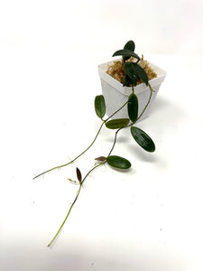 Hoya Lyi