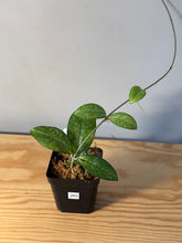 Load image into Gallery viewer, 263. Hoya Crassipetiolata Splash