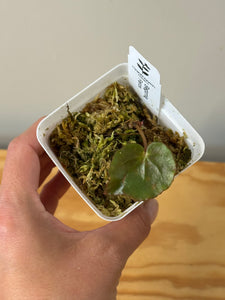 3. Begonia Ferox