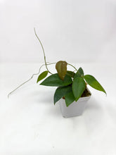Load image into Gallery viewer, Hoya Caudata 'Sumatra'